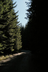 A narrow gravel road winds through a dense coniferous forest in Jankove Bare, Serbia. Autumn light...