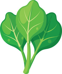 Fresh spinach leaves isolated on a clean white background for healthy food concepts