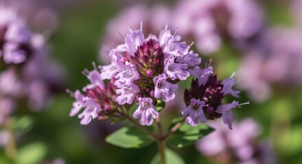 Obraz premium Close up macro shot of wild oregano flowers in bloom with green leaves and blurred background