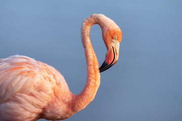 American flamingo in Galapagos, portrait of Phoenicopterus ruber