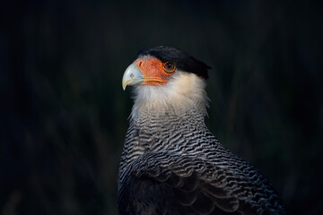 Crested caracara in Patagonia, portrait of Caracara plancus from Argentina
