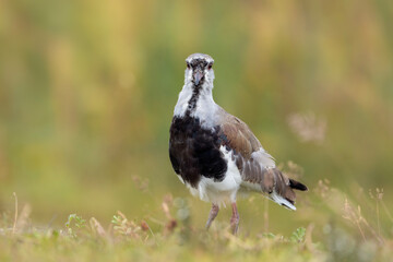 Southern Lapwing, portrait of Vanellus chilensi in Argentina