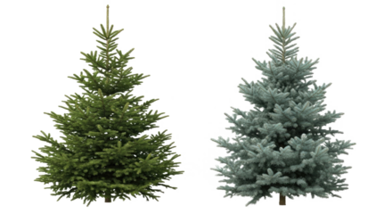 Picea Abies & Colorado Blue Spruce - Isolated Evergreen Conifer Trees