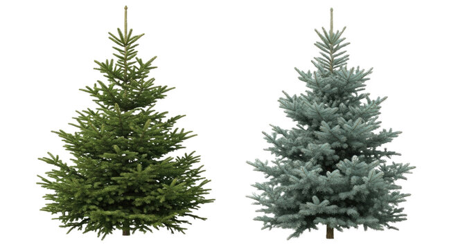 Picea Abies & Colorado Blue Spruce - Isolated Evergreen Conifer Trees