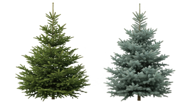 Picea Abies & Colorado Blue Spruce - Isolated Evergreen Conifer Trees
