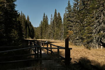 Wooden path through an autumn meadow surrounded by dense conifer forest in Jankove Bare, Kopaonik...