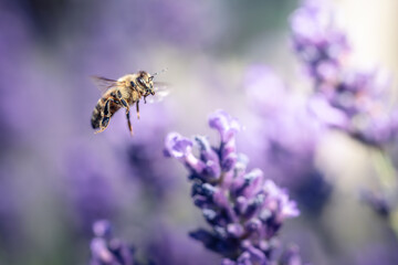  Biene im Anflug auf lila Lavendelblüten mit unscharfem Hintergrund