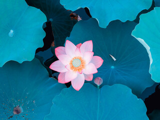 beautiful view of blooming Lotus flower in lake