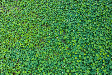 Aerial view of lotus flower blooming in summer pond with green leaves as background