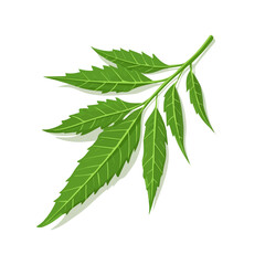 Neem Leaf, flat 2D isometric cartoon vector image isolated on white background.
