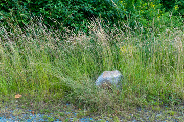 Tall grasses sway gently beside a weathered stone in a lush, green landscape during a peaceful...