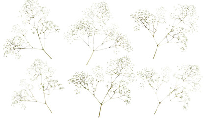 Obraz premium delicate clusters of small white baby breath flower isolated on white background PNG, AI GENERATED