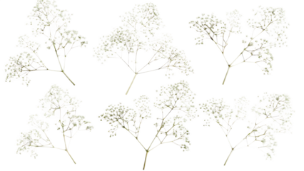 delicate clusters of small white baby breath flower isolated on white background PNG, AI GENERATED