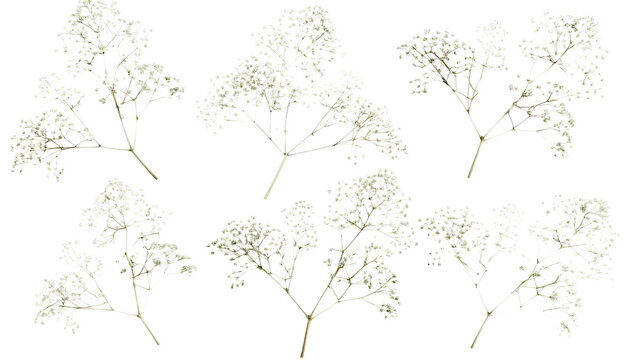 delicate clusters of small white baby breath flower isolated on white background PNG, AI GENERATED