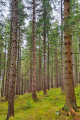 Tranquil Evergreen Forest Scene with Tall Pine Trees in a Lush Green Landscape