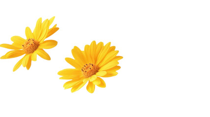 Single yellow daisy flower isolated on white background