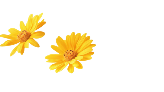 Single yellow daisy flower isolated on white background