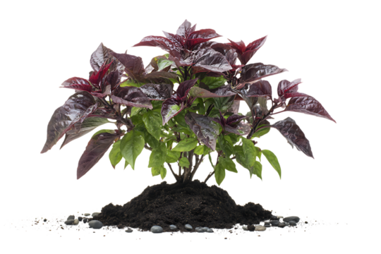 Dark Opal Basil plant in soil, isolated on black