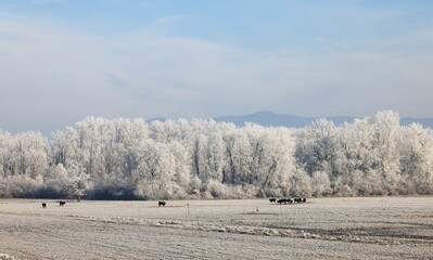 Obraz premium Frosty landscape with bison grazing