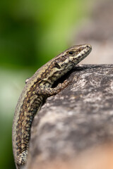 A climbing wall lizard