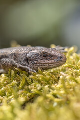 Viviparous lizard closeup