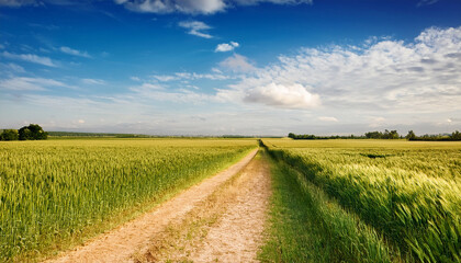 farmland path under a bright sky