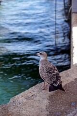 seagull on the beach