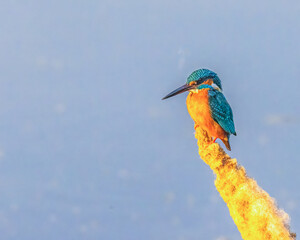 A Common Kingfisher