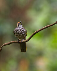 A Straw headed bulbul