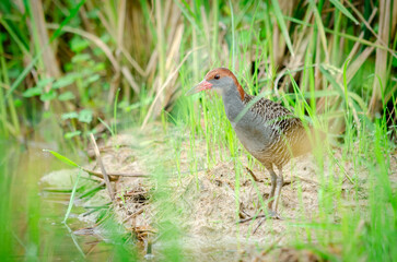 Slaty-breasted Rail Singing in the middle of a rice field in rural Thailand