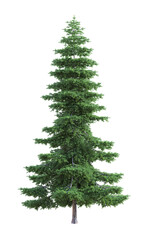 An isolated single tree of spruce, picea. 3D illustration on transparent background.