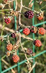 group of common blackberries hanging from the bramble in a garden