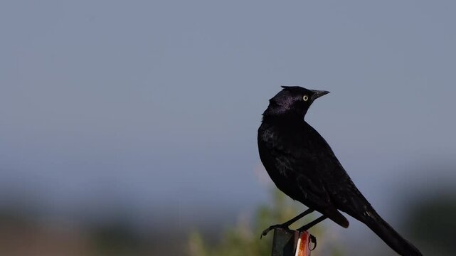 A nervous Rusty Blackbird flaps his wings and flies away in a field in southern Colorado