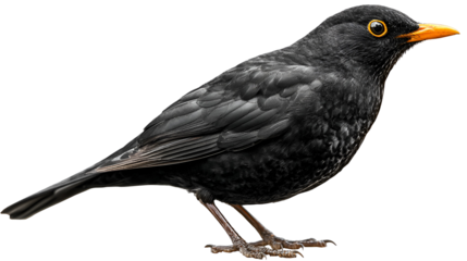 Blackbird profile view striking dark plumage vibrant orange beak