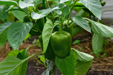 Green Bell Peppers Growing on the Plant in the greenhouse organic gardening