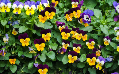 Spring Flower Pot. Viola Flowers. Flower pansy viola wittrockiana. Field of purple white pansies....