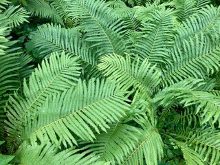 fern leaves in the forest