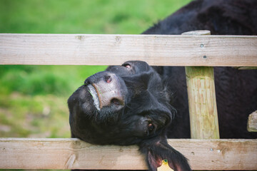 A black cow stuck and struggling to get free from a wooden fence in a UK farm