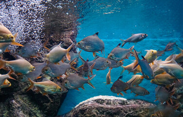 Beautiful fishes in aquarium. Red tailed tinfoil fish in fish tank. The tinfoil barb Barbonymus...