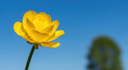 Fototapeta premium Bright Yellow Flower Against a Clear Blue Sky