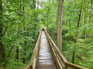 Fototapeta premium wooden bridge in the forest