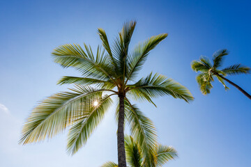 Tropical Palm Tree with Sunburst Against Clear Blue Sky