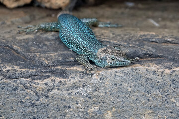 Lézard des murailles de Funchal, endémique de l'île de Madère