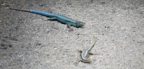 Lézard des murailles de Funchal, endémique de l'île de Madère