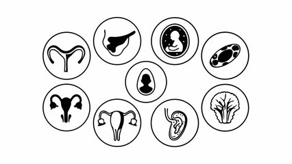 Collection of icons representing female reproductive system organs and fetal development