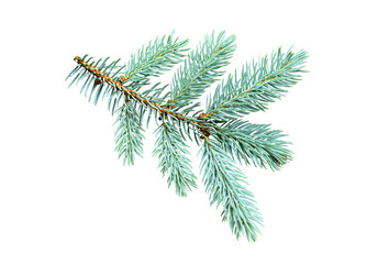 Spruce branch isolated on transparent background. Christmas tree. Christmas green spruce branch....