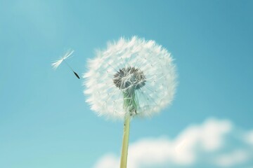 Fototapeta premium A close-up of a dandelion flower with seeds blowing gently in the breeze against a clear blue sky.