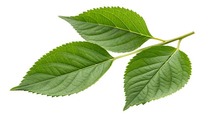 Obraz premium green leaves isolated on white