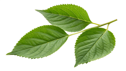 green leaves isolated on white