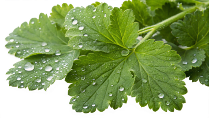 Kana (Chinese Kale), isolated transparent background